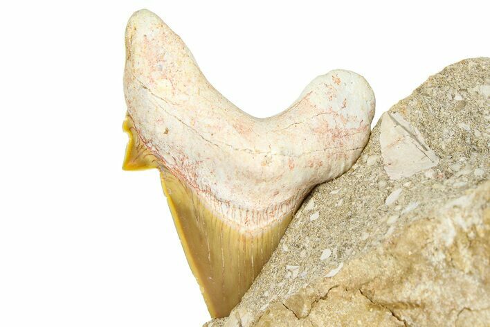 Otodus Shark Tooth Fossil in Rock - Morocco #376173